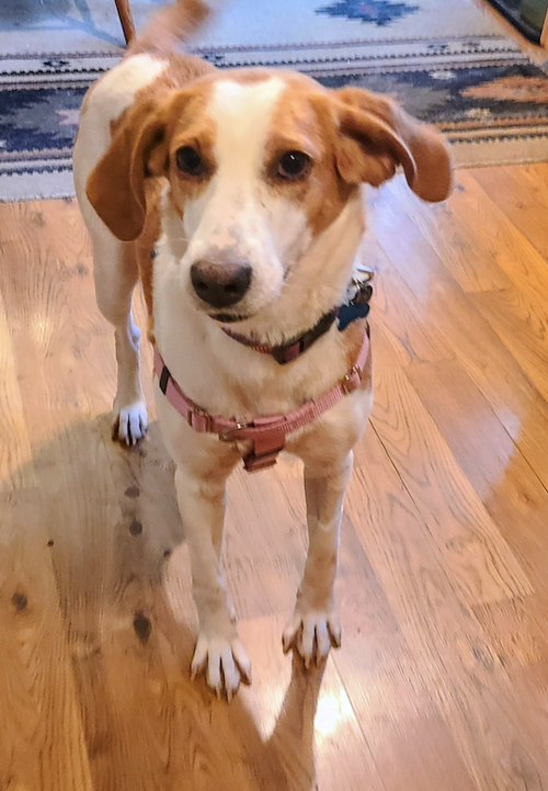 Kate, an adoptable Foxhound in Plainfield, IL