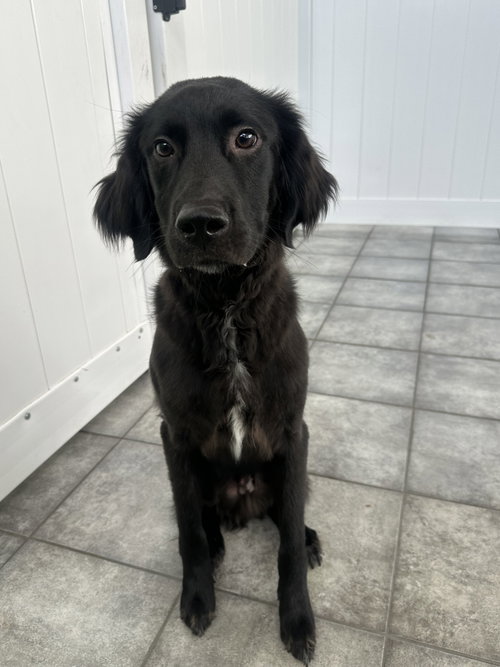 Percy, an adoptable Black Labrador Retriever in Plainfield, IL