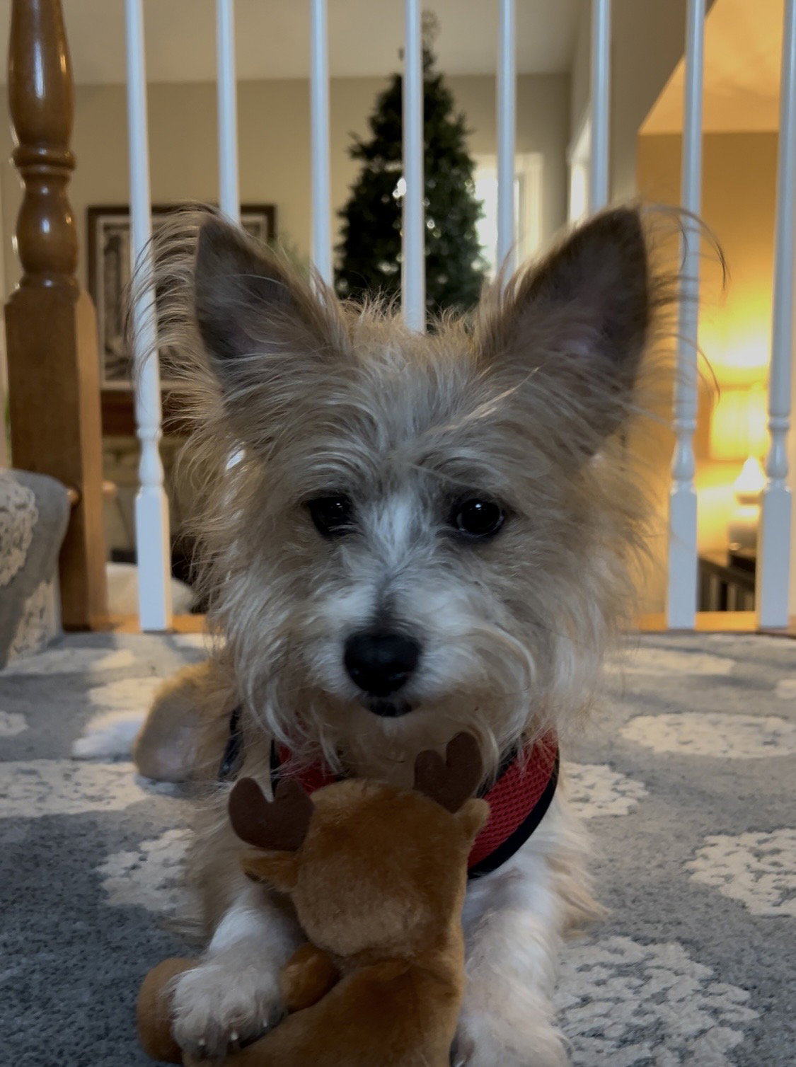 Oliver
