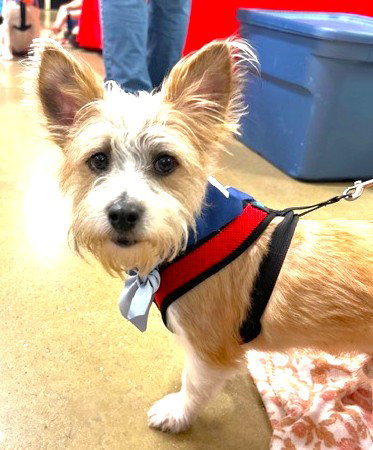 Oliver, an adoptable Wirehaired Fox Terrier in Plainfield, IL