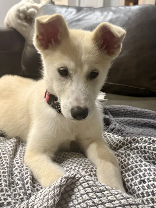 Daisy, an adoptable Husky in Plainfield, IL
