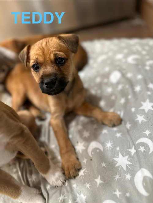 Teddy Bear, an adoptable Terrier in Plainfield, IL