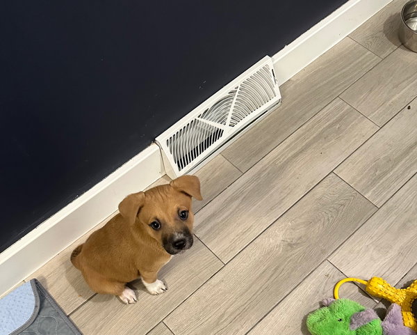 Yogi Bear