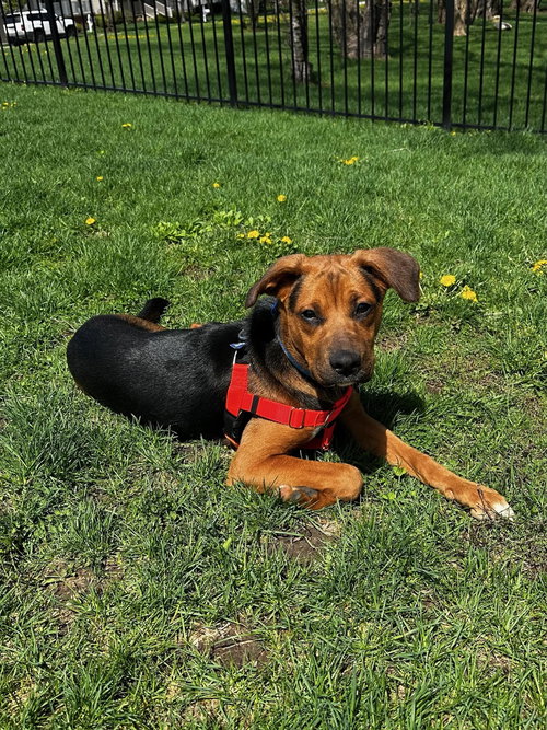 Frost, an adoptable Shepherd in Plainfield, IL