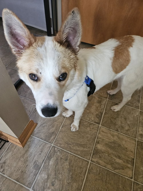 Winston, an adoptable Collie in Plainfield, IL