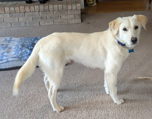 Rambo, an adoptable Labrador Retriever in Plainfield, IL