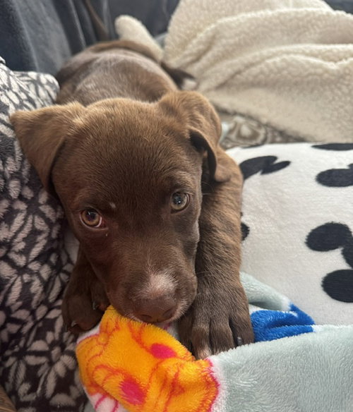 Gladys, an adoptable Labrador Retriever in Plainfield, IL