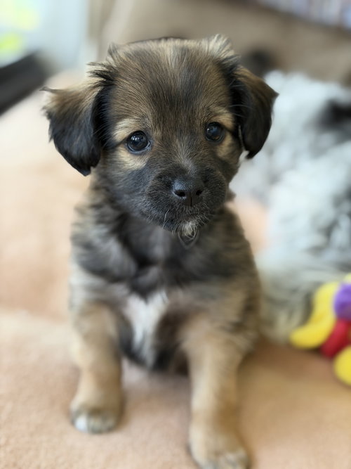 Guinness, an adoptable Chihuahua in Plainfield, IL