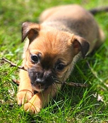 Posie, an adoptable Chihuahua in Plainfield, IL