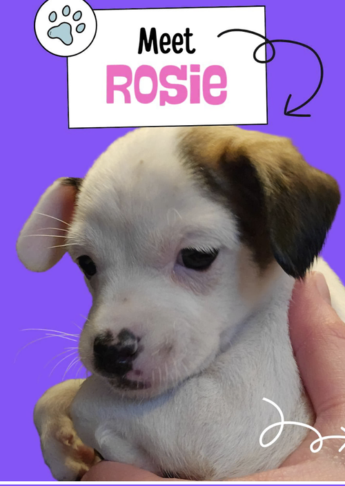 Cosie, an adoptable Chihuahua in Plainfield, IL