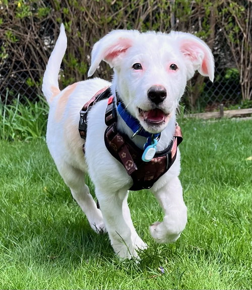 Atlas, an adoptable Australian Shepherd in Plainfield, IL