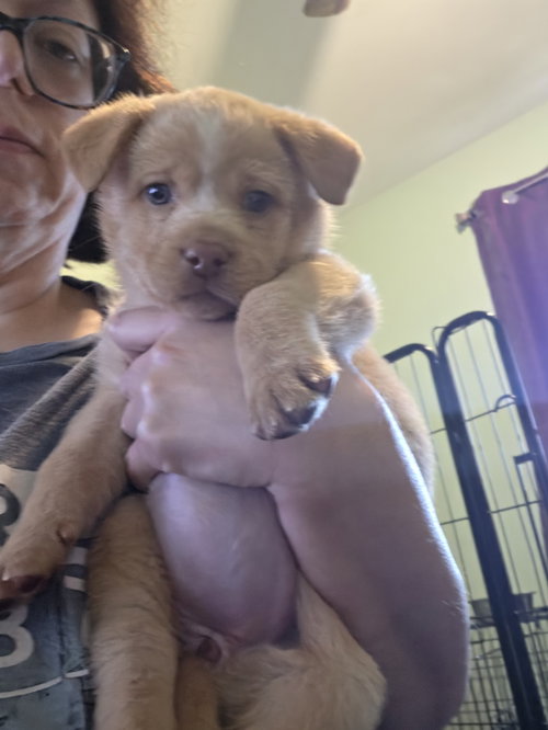 Pumpkin, an adoptable Chihuahua in Plainfield, IL