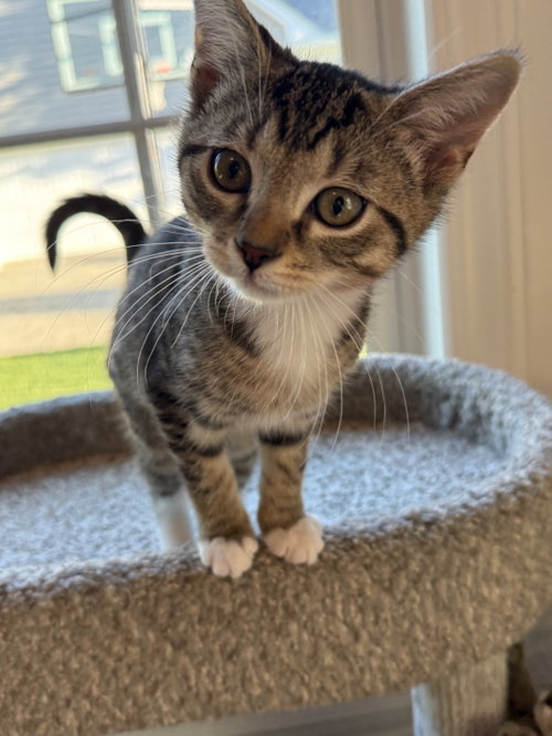 Cayenne, an adoptable Domestic Short Hair in Plainfield, IL