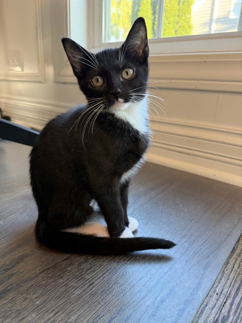 Serrano, an adoptable Domestic Short Hair in Plainfield, IL