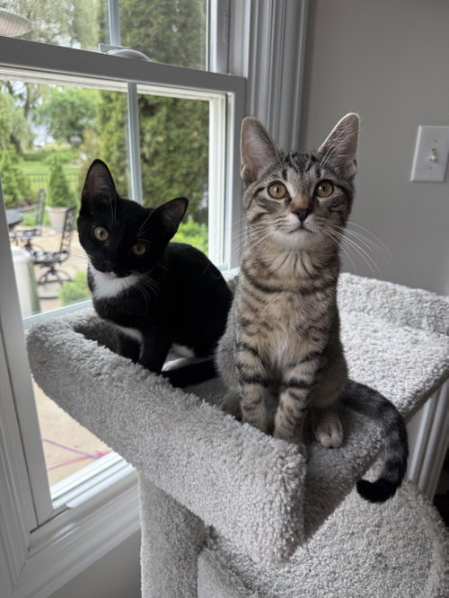 Serrano, Baby Domestic Short Hair (short coat), cat for adoption in Des Plaines, Illinois