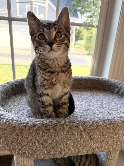 Pepperoncini, an adoptable Domestic Short Hair in Plainfield, IL