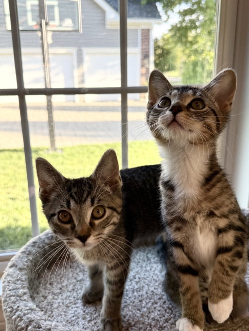 Pepperoncini, Baby Domestic Short Hair (short coat), cat for adoption in Des Plaines, Illinois