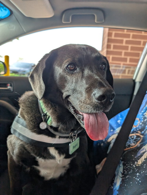 Angela, an adoptable Labrador Retriever in Plainfield, IL