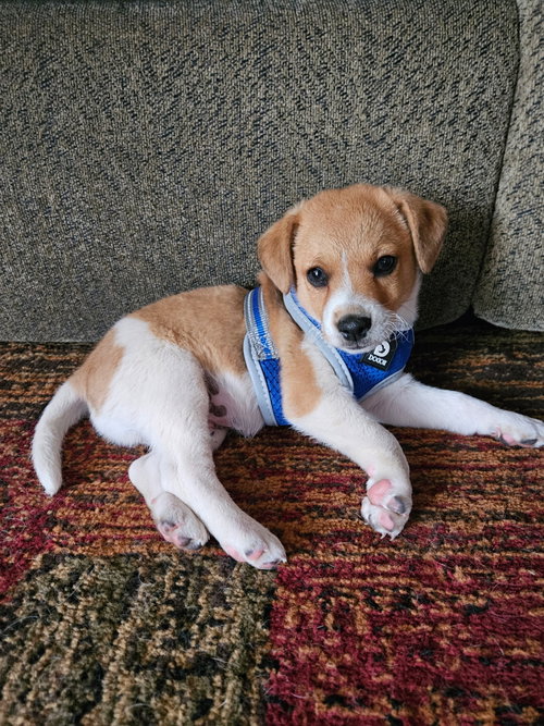 Maverick, an adoptable Terrier in Plainfield, IL