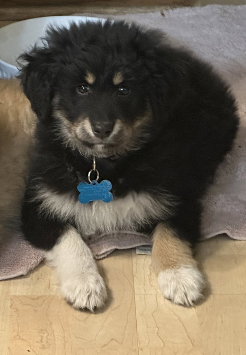 Caliente aka Callie, an adoptable Shepherd in Plainfield, IL