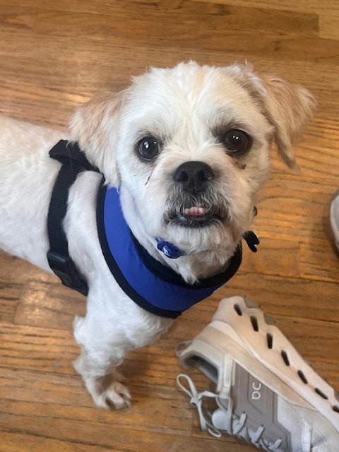 Shug, an adoptable Poodle in Plainfield, IL