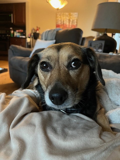 Ethel, an adoptable Beagle in Plainfield, IL