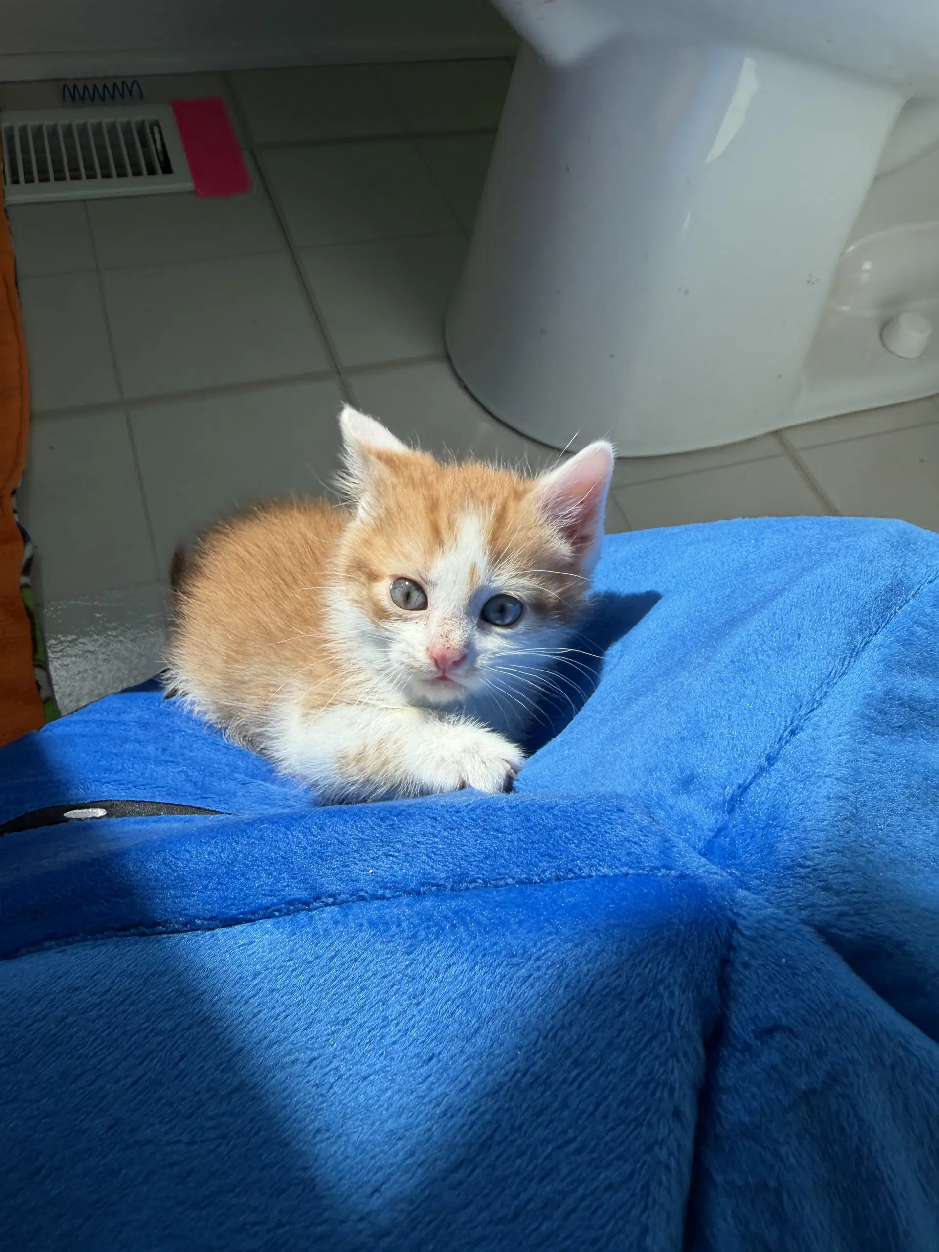 The Lorax - Domestic Short Hair