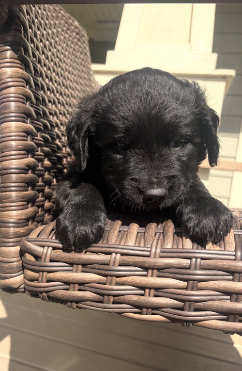 Milo