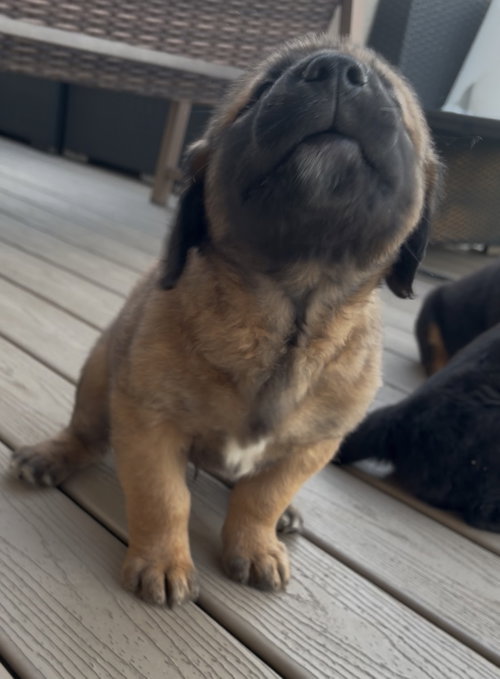 Briggs, an adoptable Labrador Retriever in Plainfield, IL