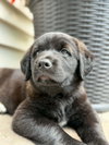 Scout - Photo 1