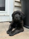 Scout - Photo 2