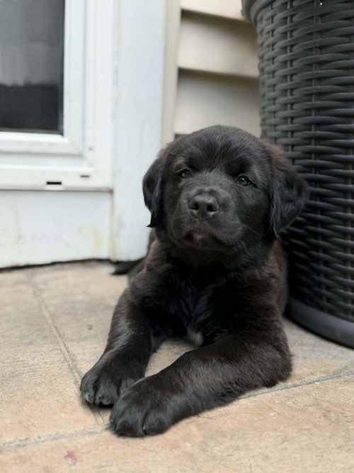 SCOUT - Labrador Retriever available for adoption