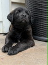 Scout - Photo 3
