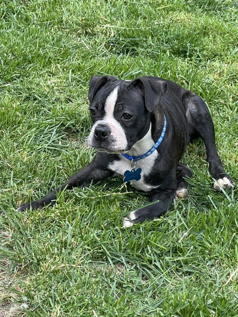 Buzz photo 4