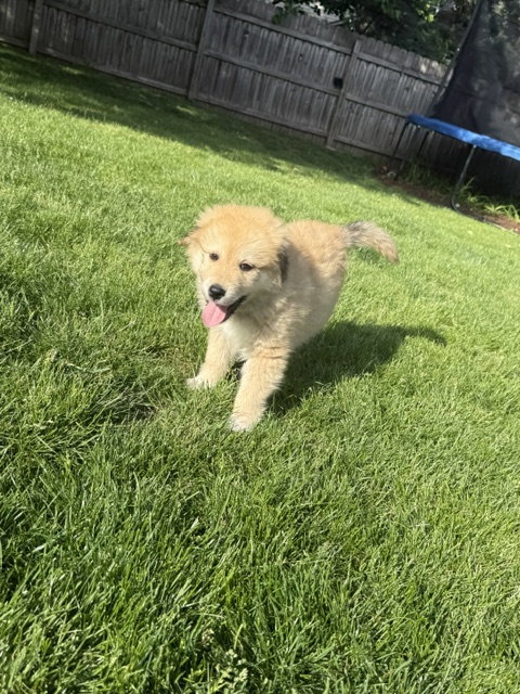 Rascal
