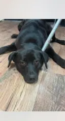 Blackie - Retriever