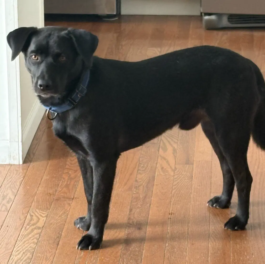 Blackie image 2