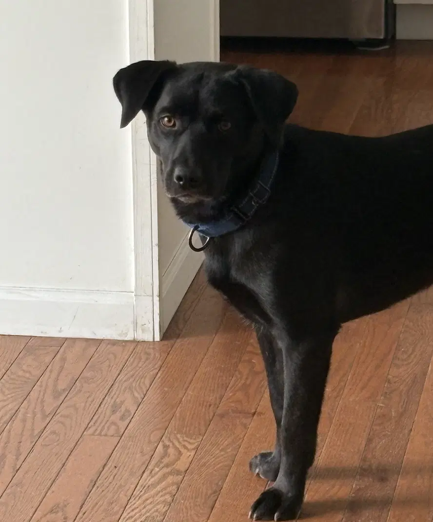 Blackie image 4