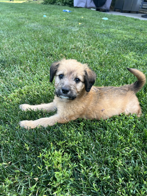 Remi
