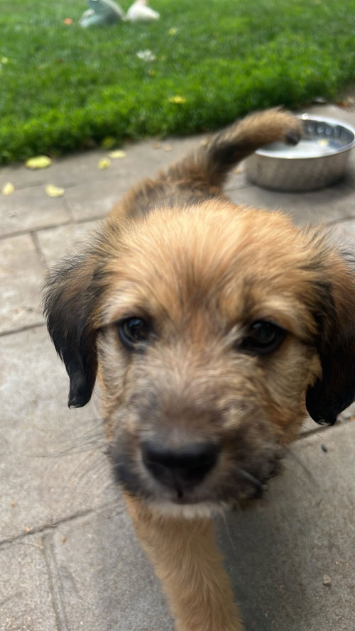 Remi photo 3