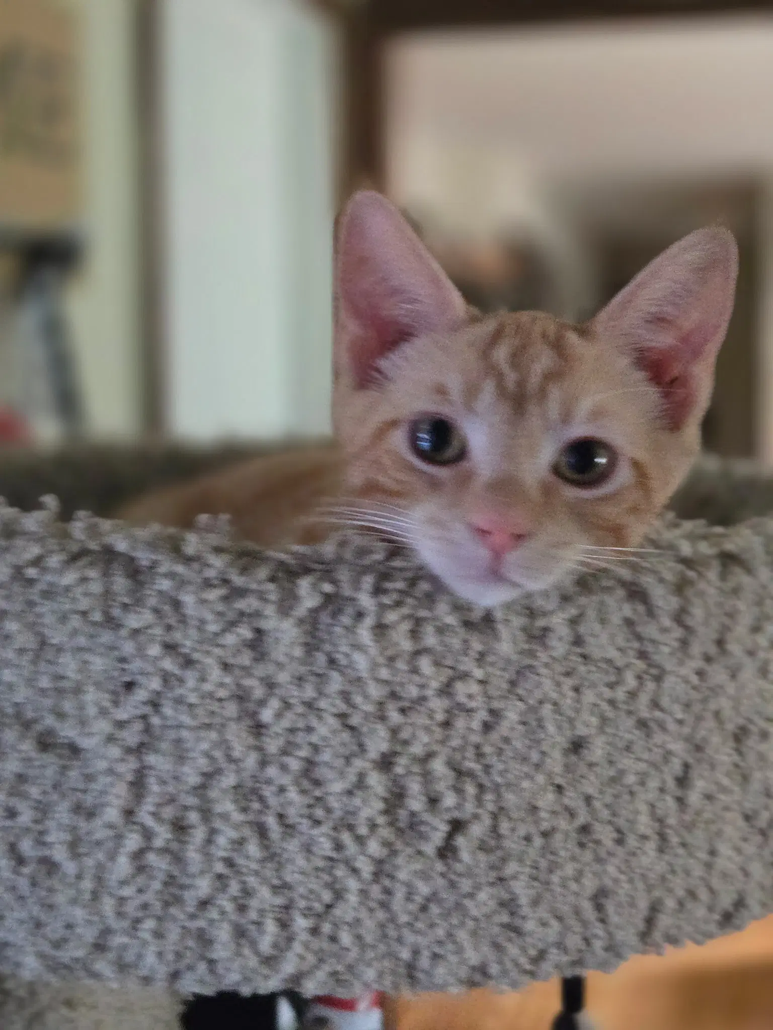 Ray - Domestic Short Hair