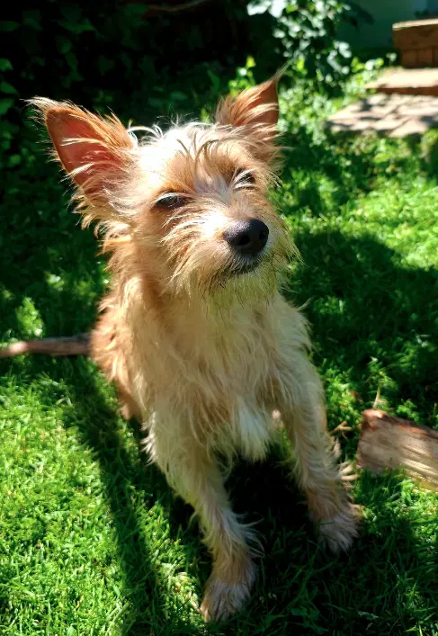 Max - Terrier