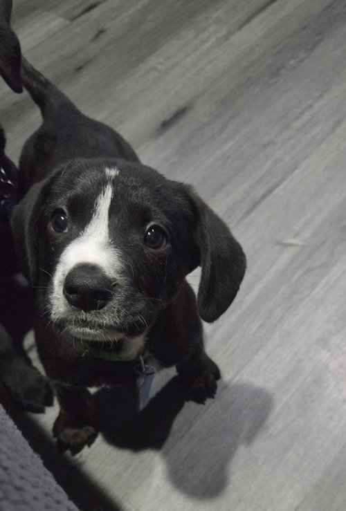 Humphrey, an adoptable rescue dog