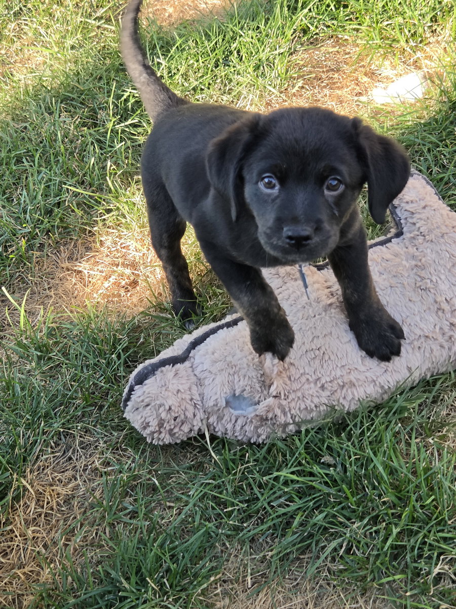 Lucille