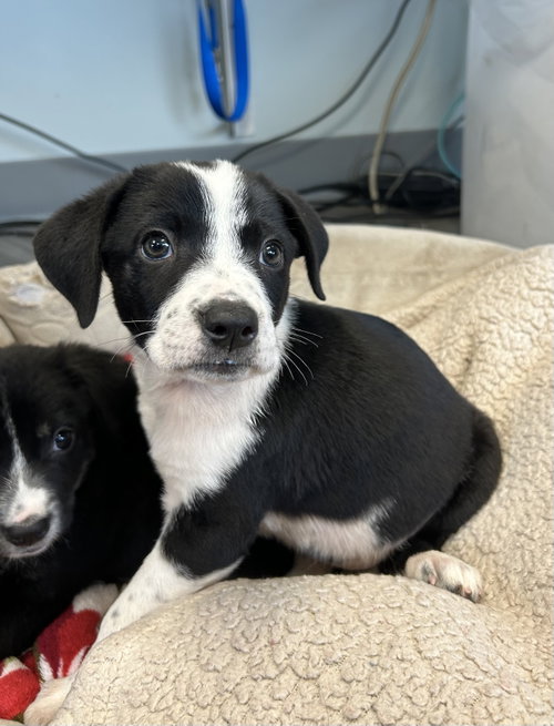 Leia, an adoptable Bearded Collie in Plainfield, IL