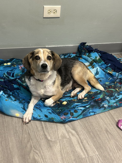 Betty, an adoptable Beagle in Plainfield, IL