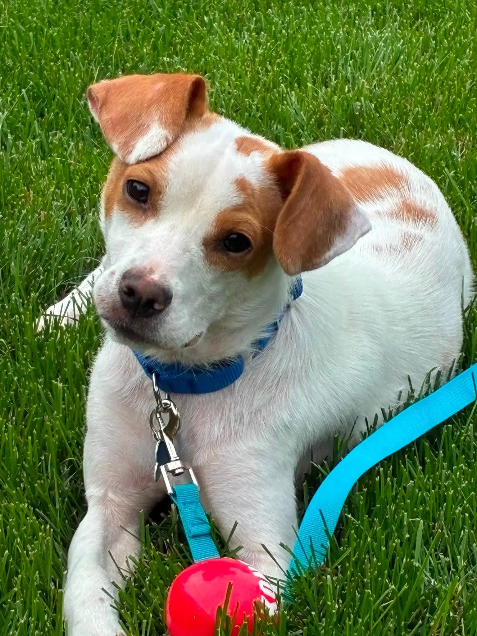 Buddy - Jack Russell Terrier