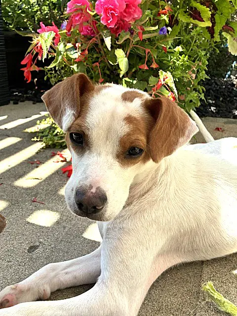 Buddy image 4