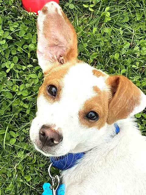 Buddy image 2