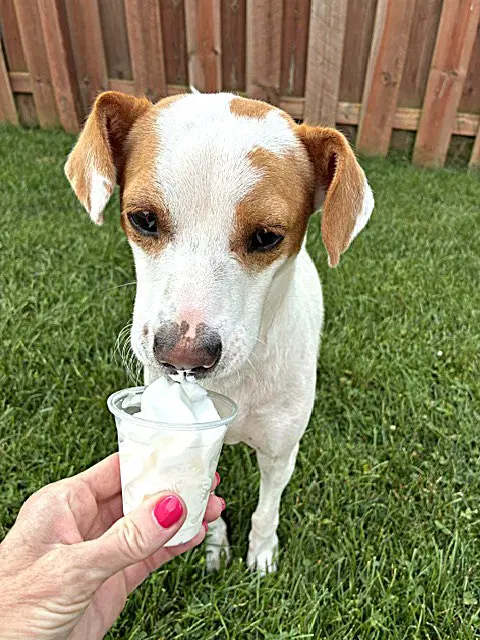Buddy - Jack Russell Terrier